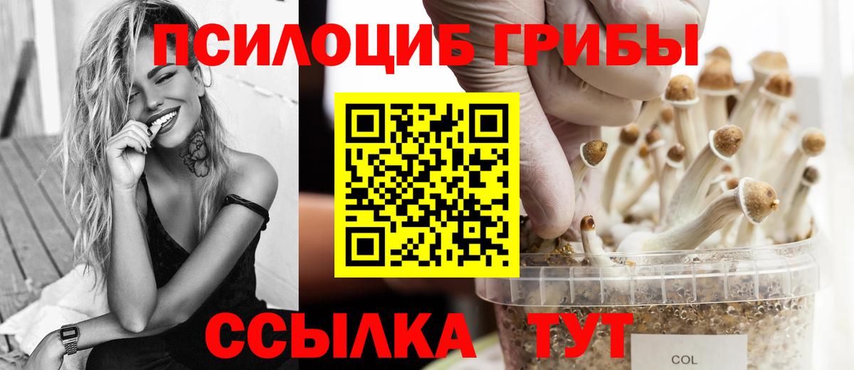 купить наркотик  Вход с VPN  Шадринск  Галлюциногенные грибы Psilocybine cubensis 